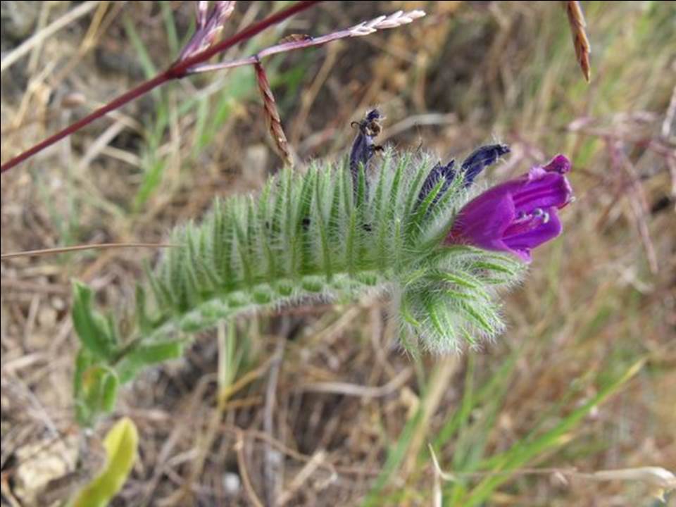 Echium sabulicola / Viperina delle spiagge